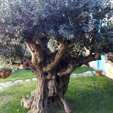 L'ulivo Di Ugo *