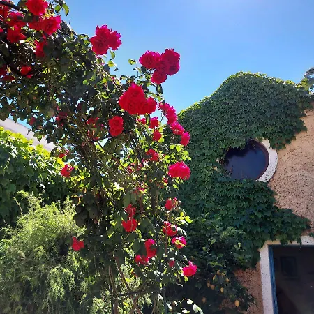 L'ulivo Di Ugo Quartu SantʼElena