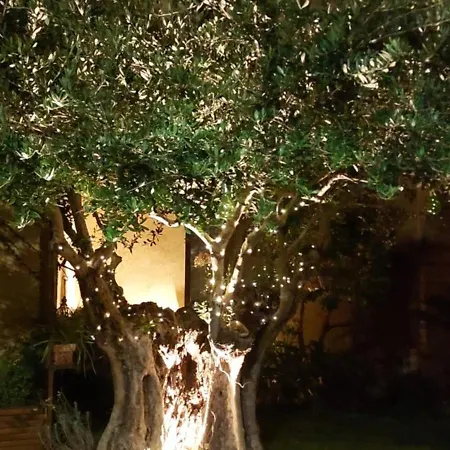 L'ulivo Di Ugo *